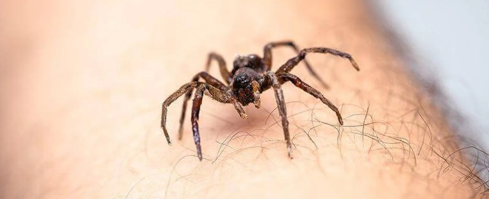 a spider crawling on a persons arm