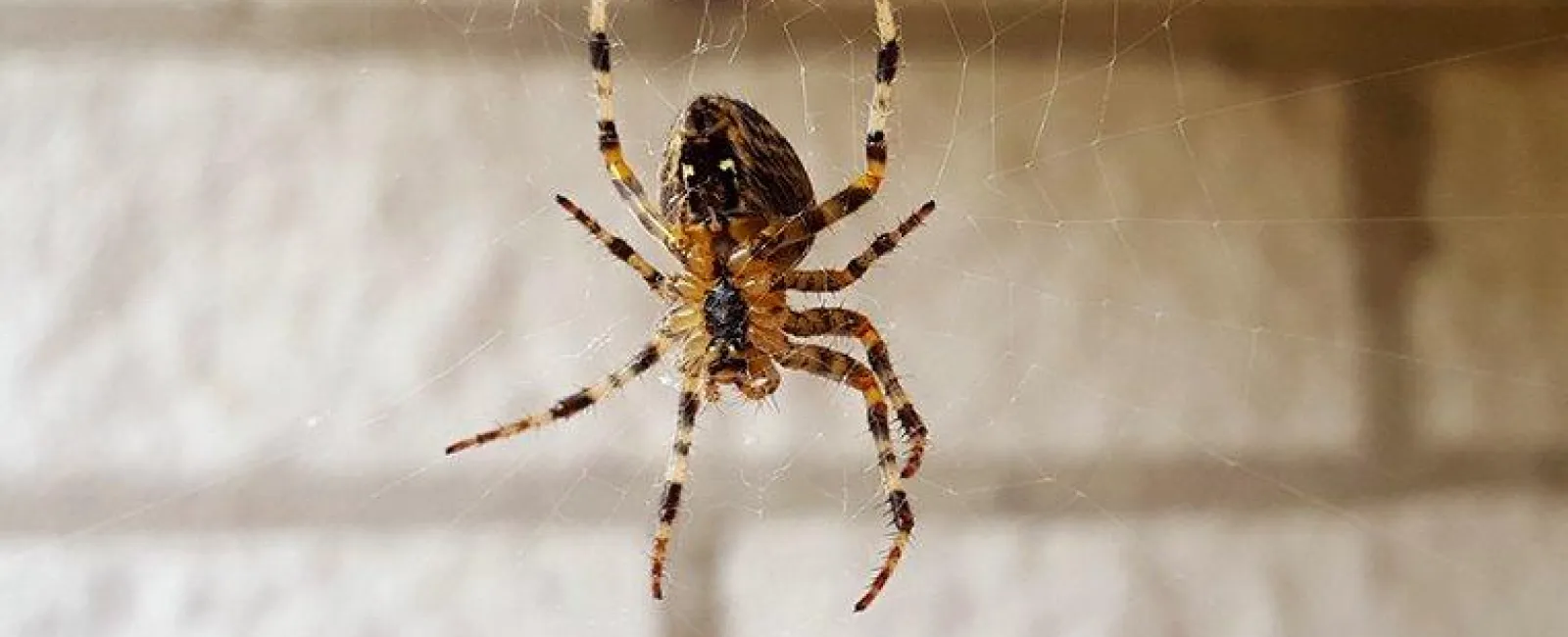 How To Keep House Spiders Out Of Your Albany House