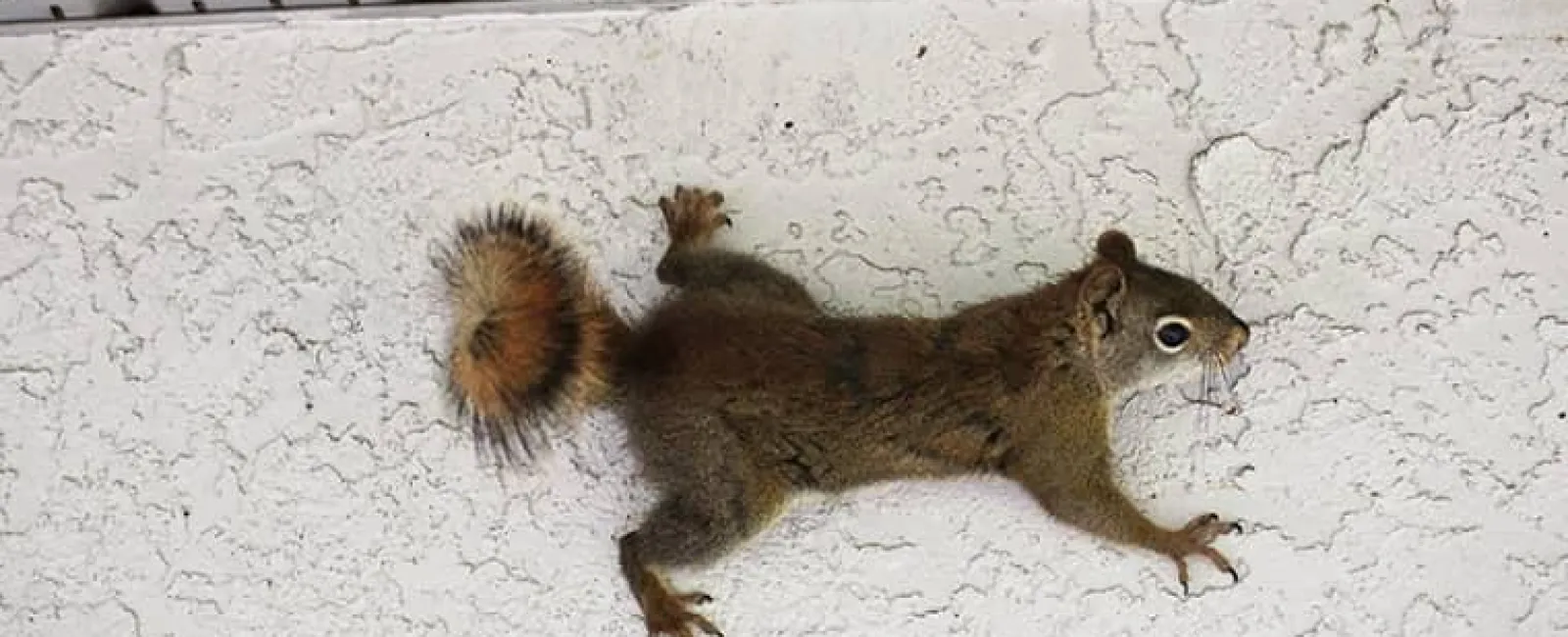 a squirrel climbing a wall