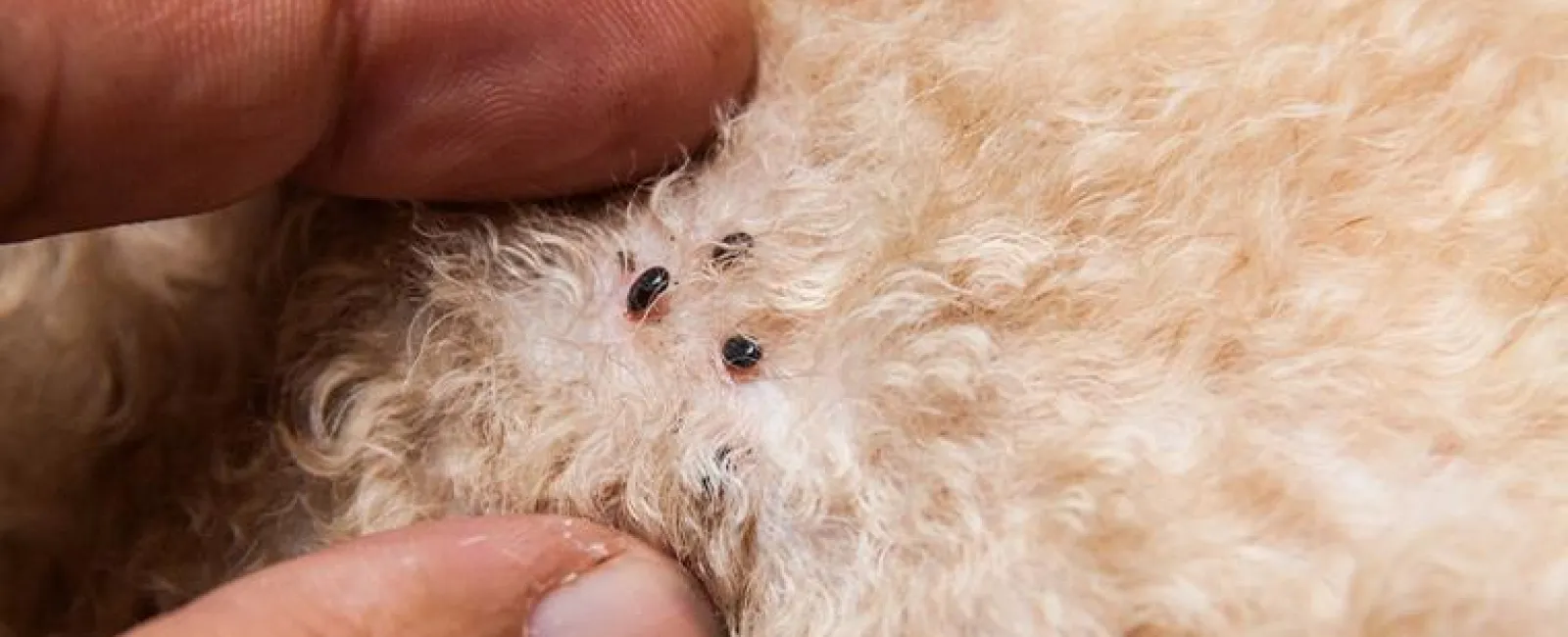 Human Examining Fleas On Pet