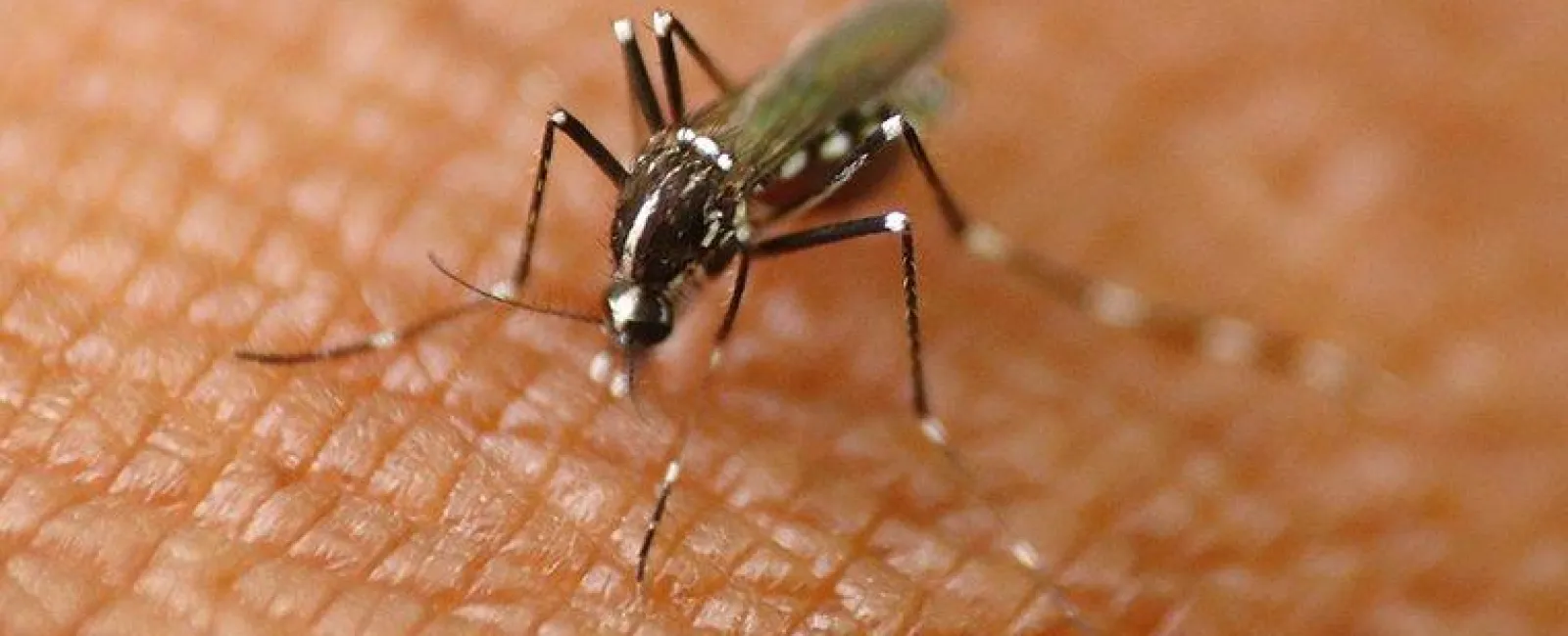 How Dangerous Are Mosquitoes In Hudson Valley?