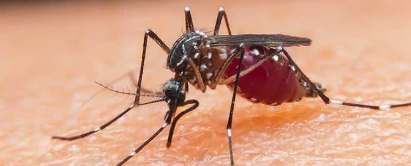 mosquito
