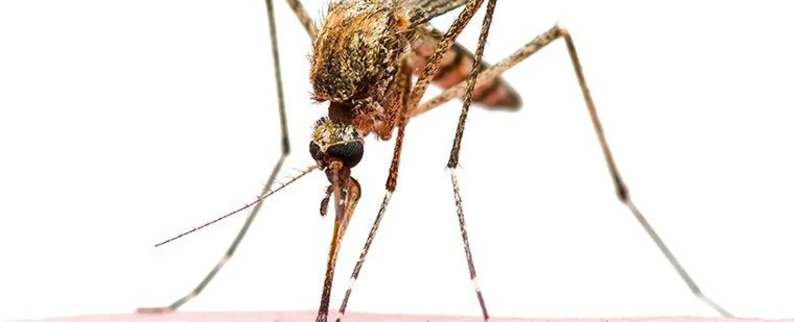 mosquito biting on skin