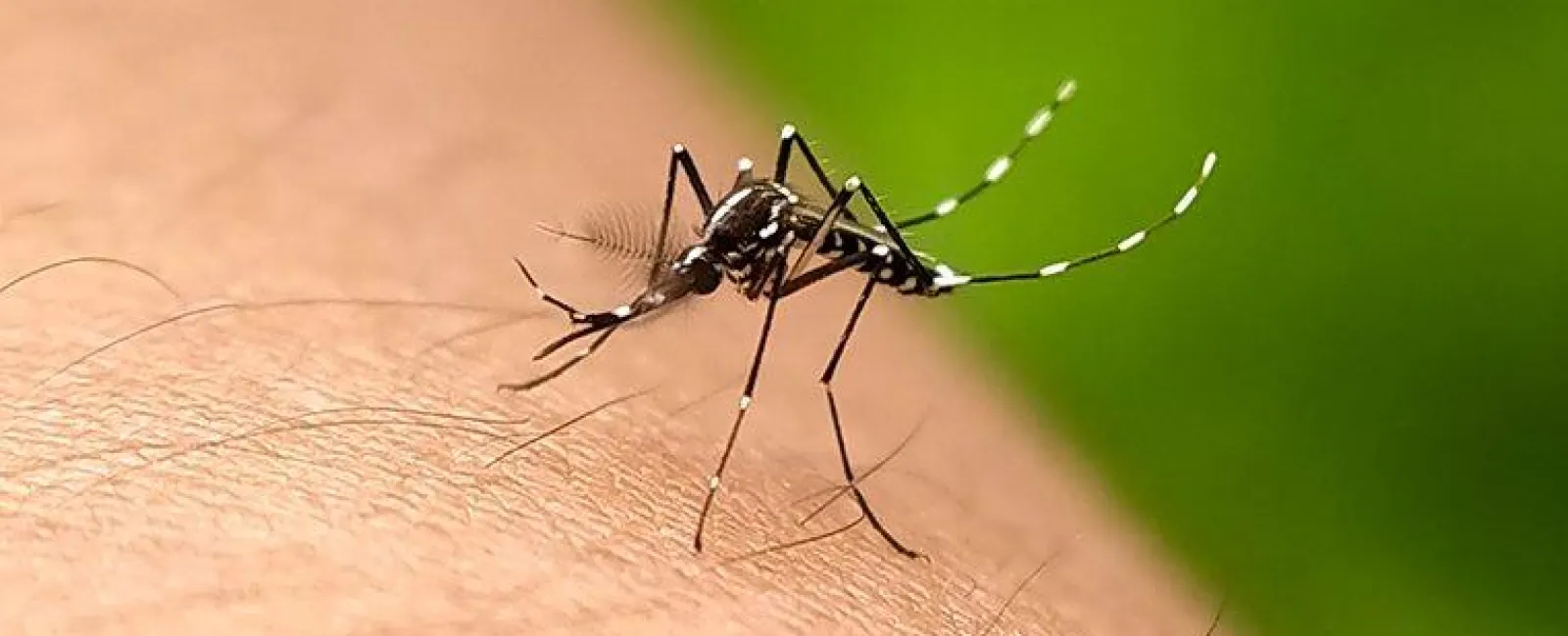 Mosquito