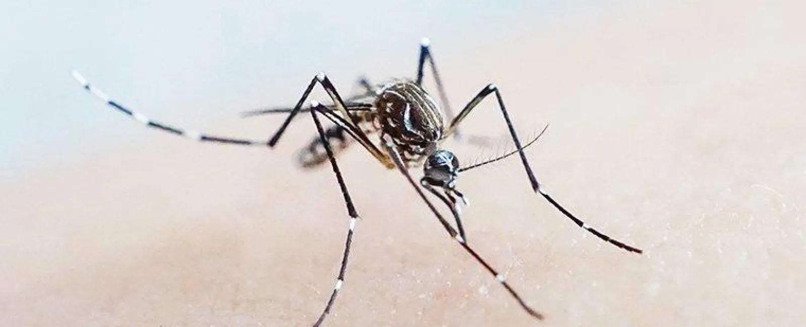 mosquito biting on skin
