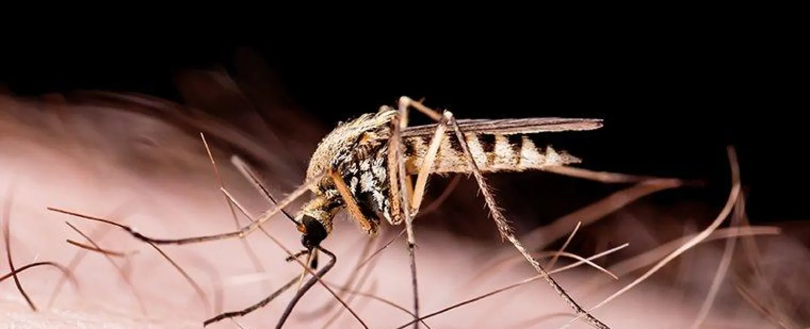 Mosquito Biting