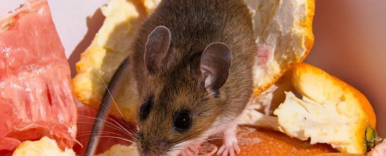 mouse crawling
