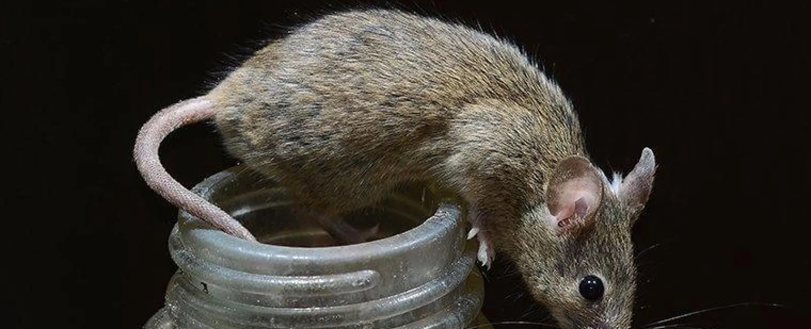 mouse in kitchen