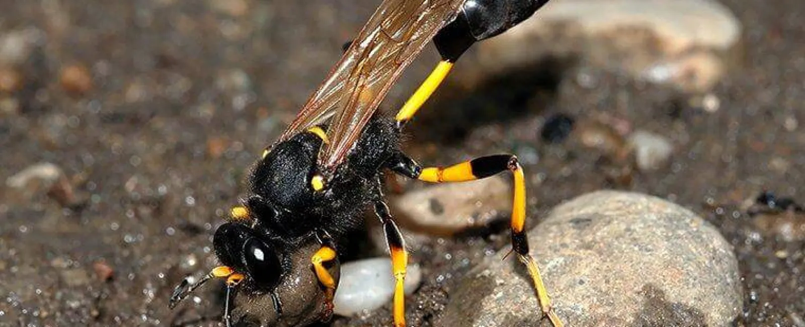 wasp crawling on soil