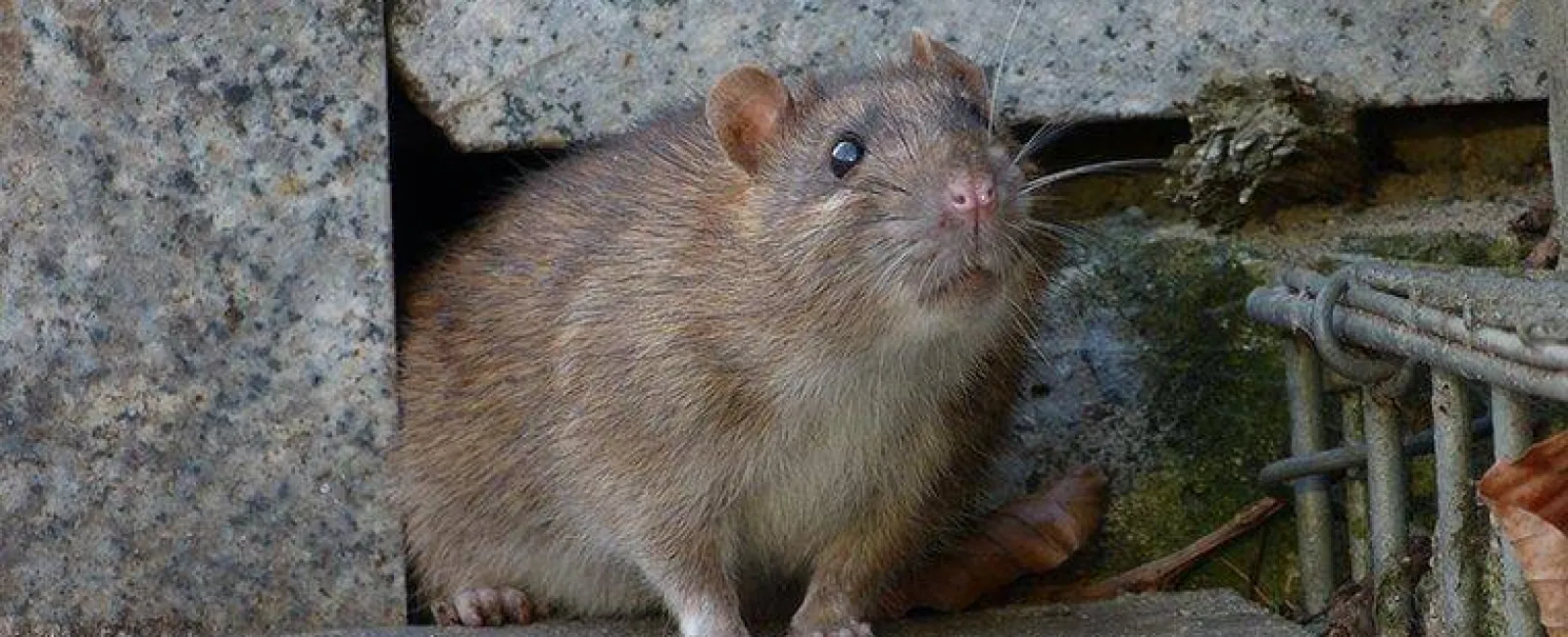 How To Get Rid Of Rats On Your Syracuse Property