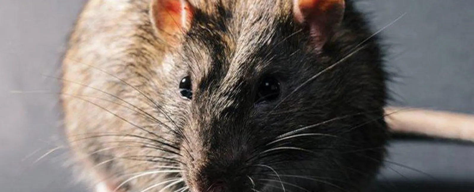 The Best Way To Get Rid of Rodents In Hudson Valley