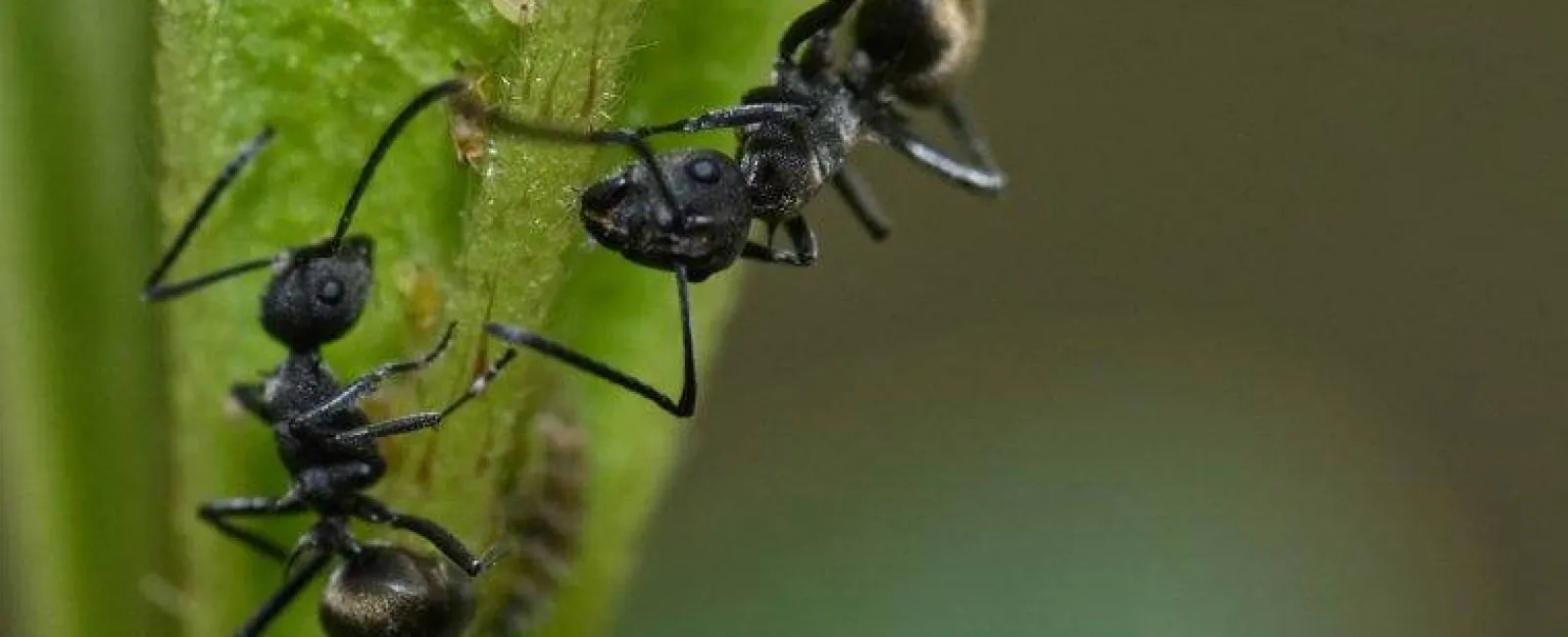 Pittsburgh’s Step-By-Step Ant Prevention Guide