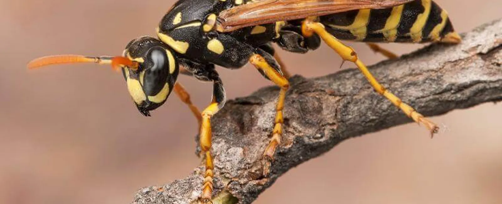 yellow jacket on tree branch