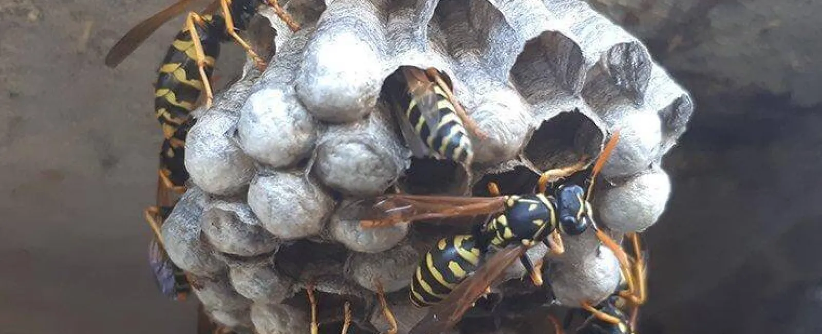 wasps on a nest