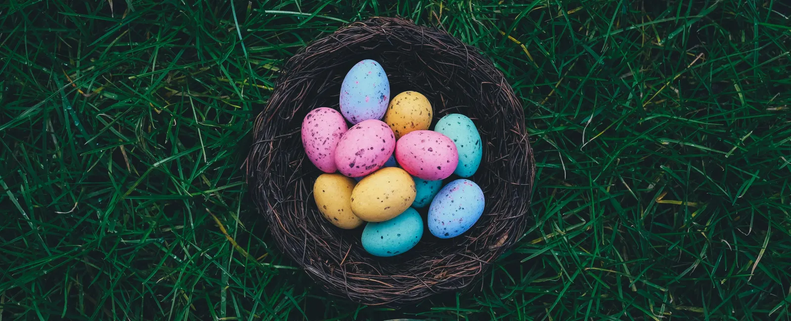 Bee and Wasp Nest Awareness: Keeping Your Easter Egg Hunt Safe