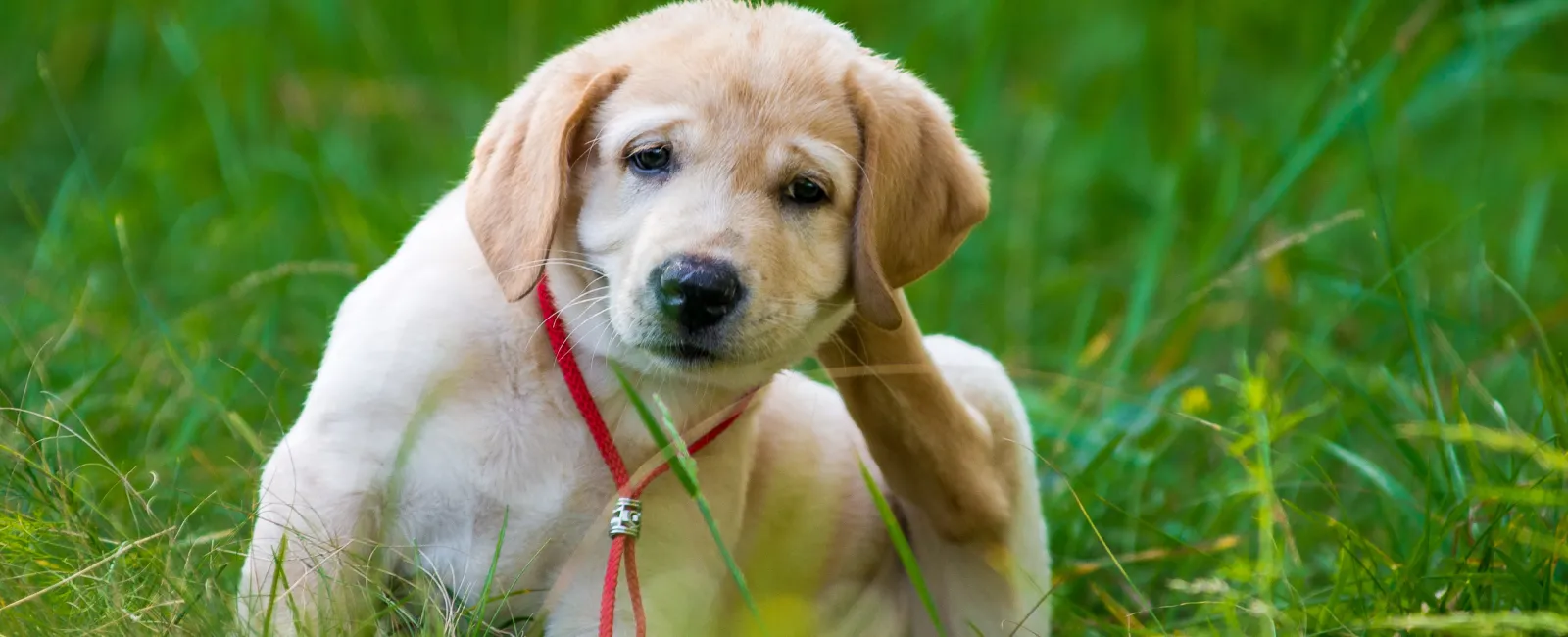 Hop into Spring, Not Fleas: Flea Prevention Tips