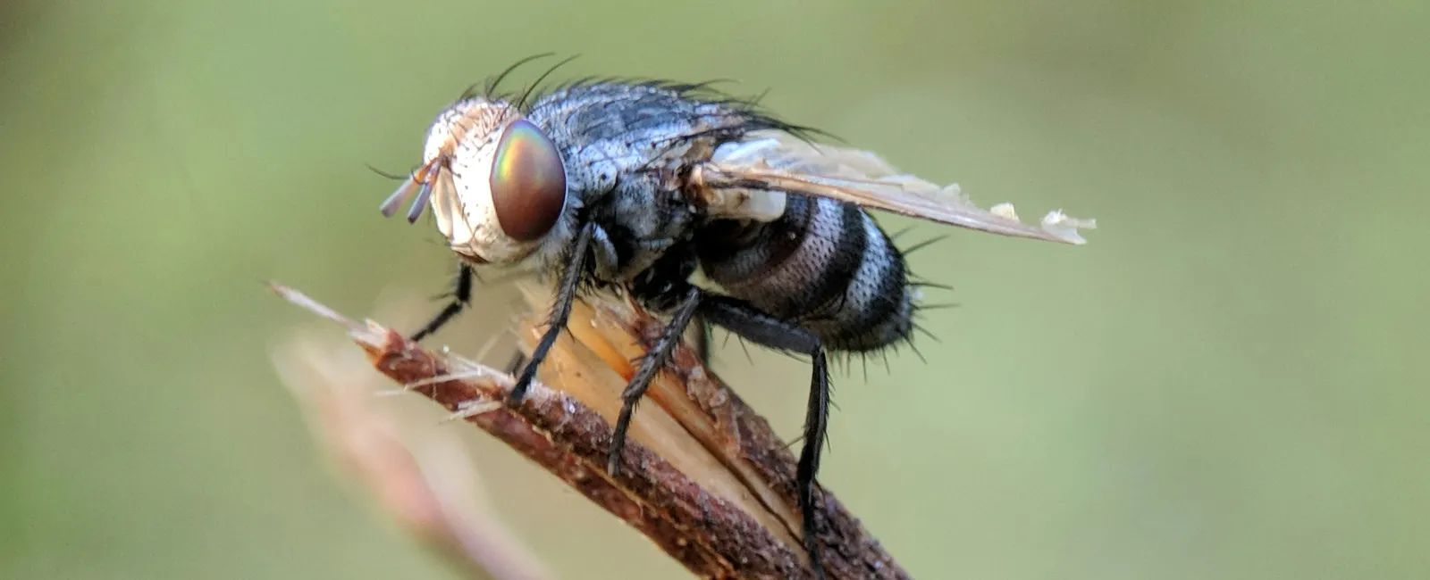 What You Ought To Know About Cluster Flies In Reno