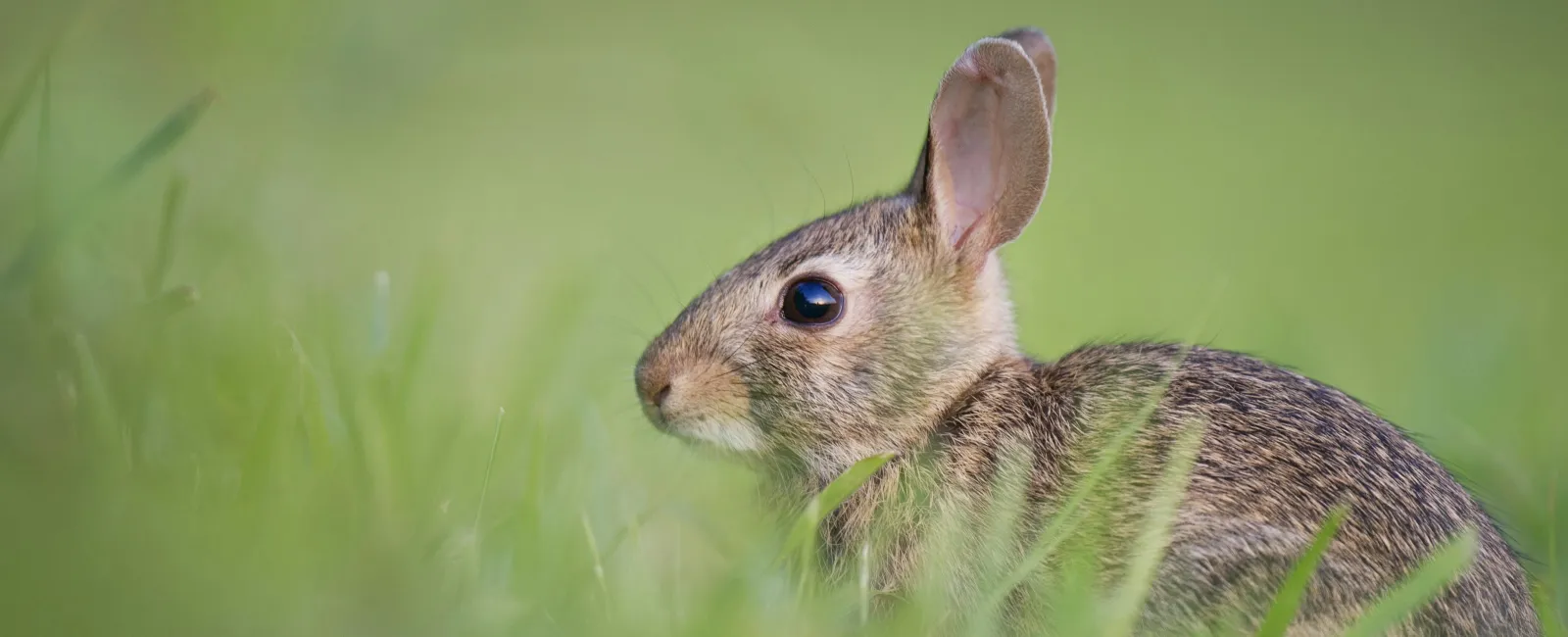 Protect Your Garden: Preventing Rabbit Damage in Your Garden This Spring