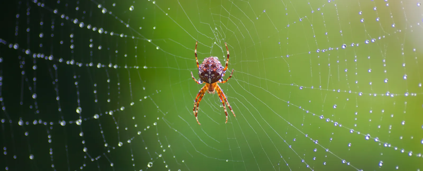 Preventing Spiders in Your Home