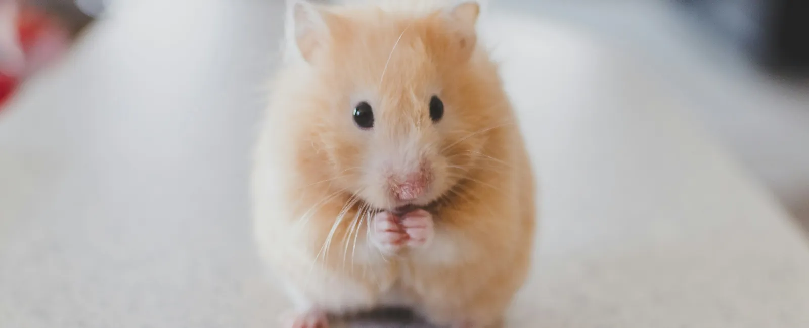 Why You Should Call The Pros About Rodents In Your Reno Home