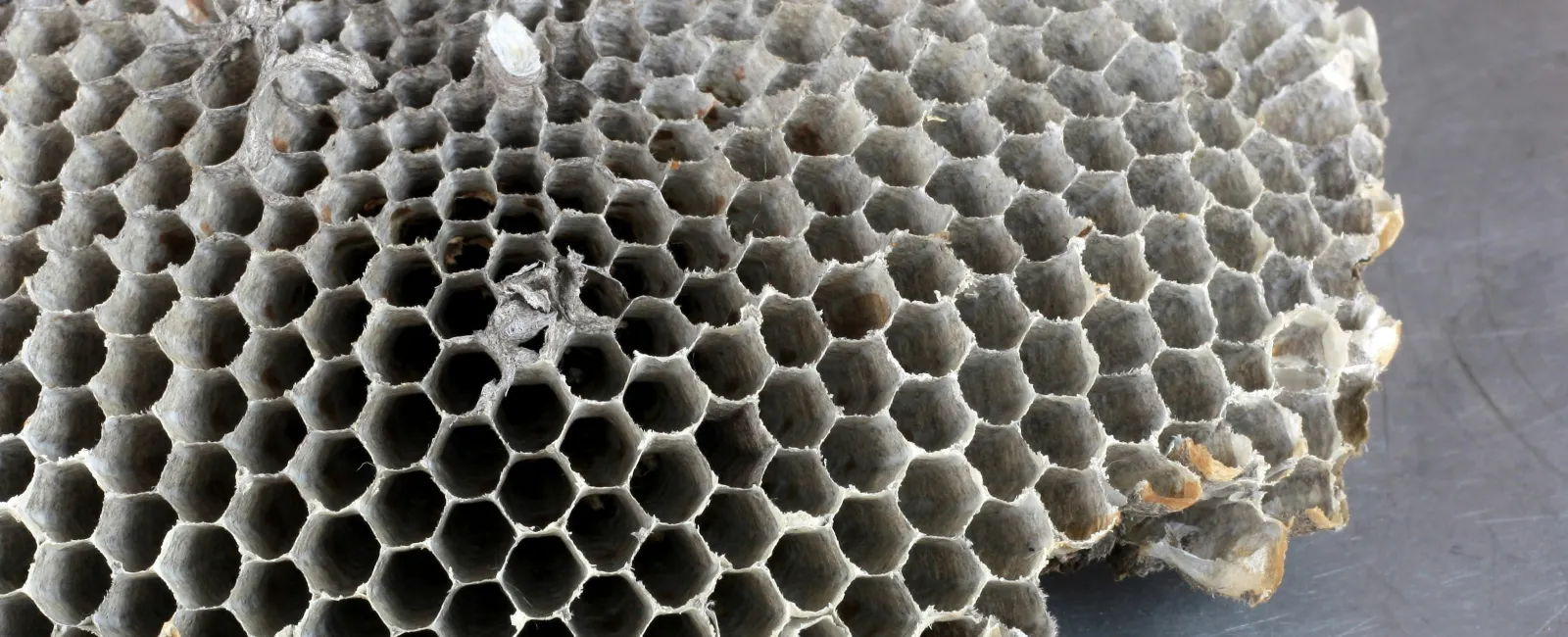 What to Do If You Spot a Hornet’s Nest