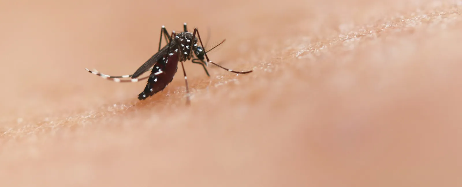 Where Do Mosquitoes Go in the Winter?