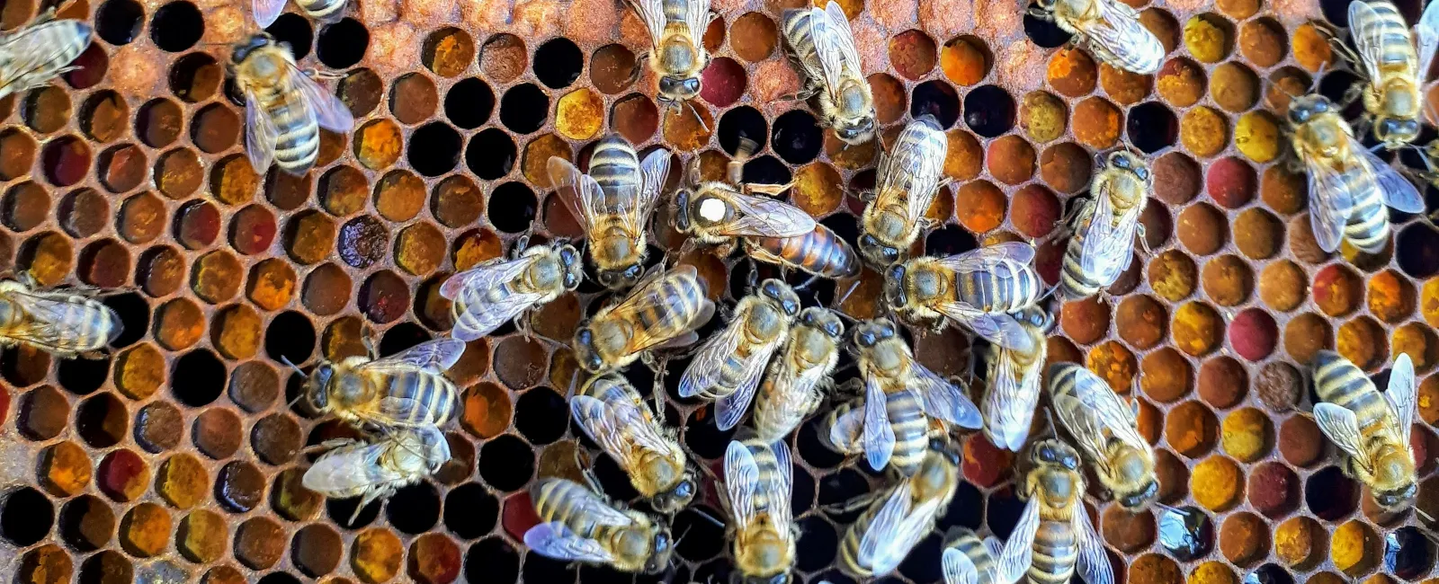 World Honeybee Day 2023: Celebrating the Marvels of Honeybees