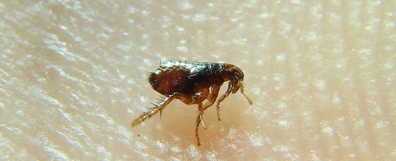 How Dangerous Is It To Have Fleas In My Reno Home?