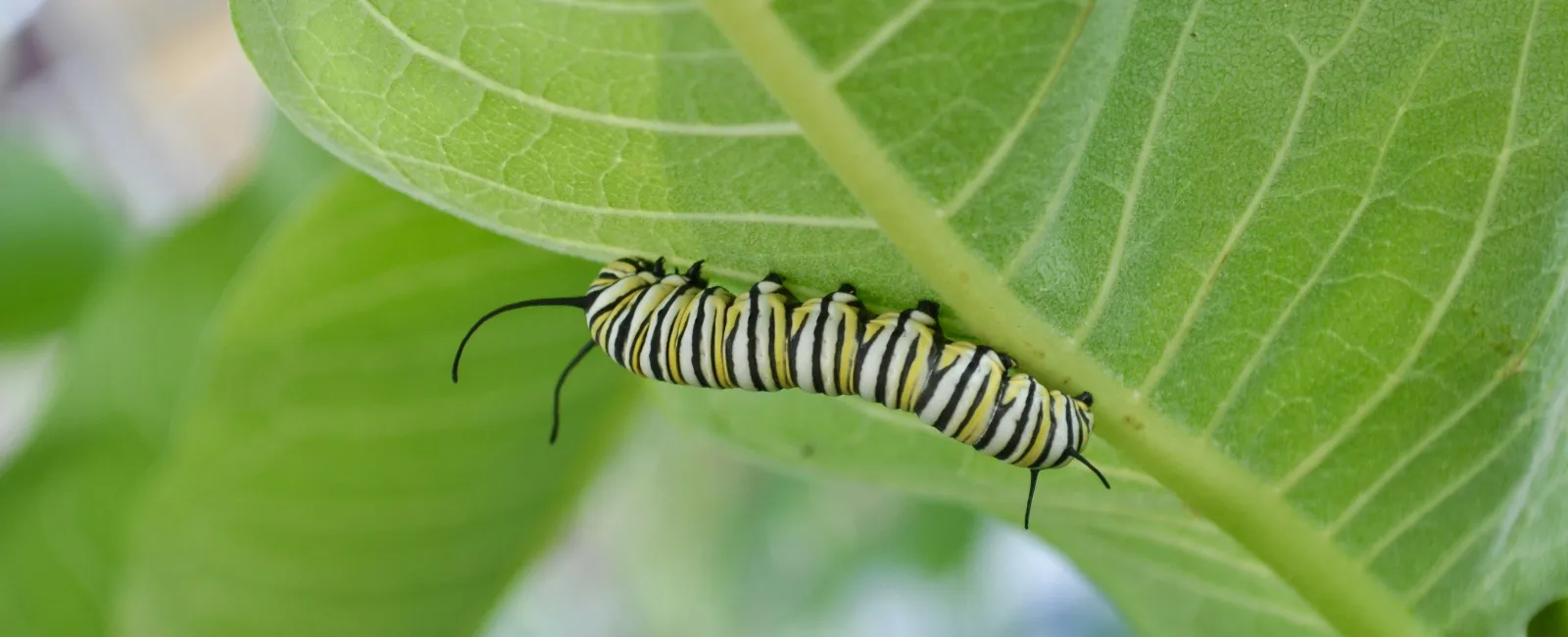 A Gardener's Guide to a Pest-Free Summer