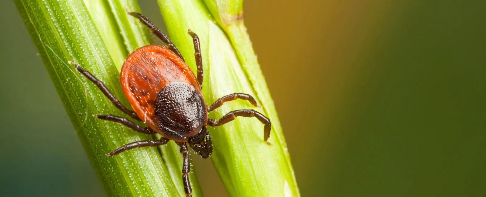 Tick Awareness Week: How to Protect Your Family and Property from Ticks