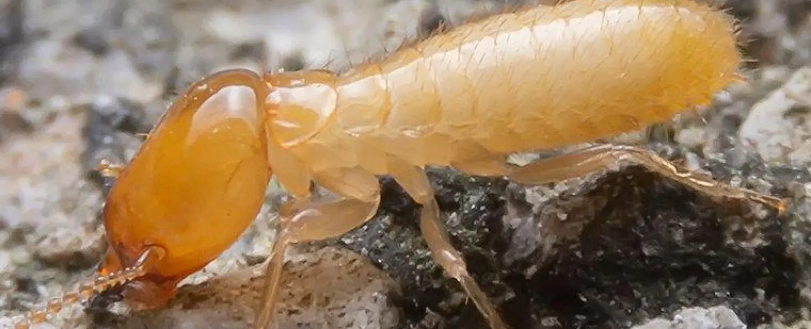 Four Signs of Termites to Watch for Around Your Reno Property