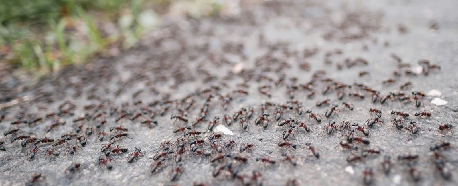 Ants - More Than Just A Summer Pest