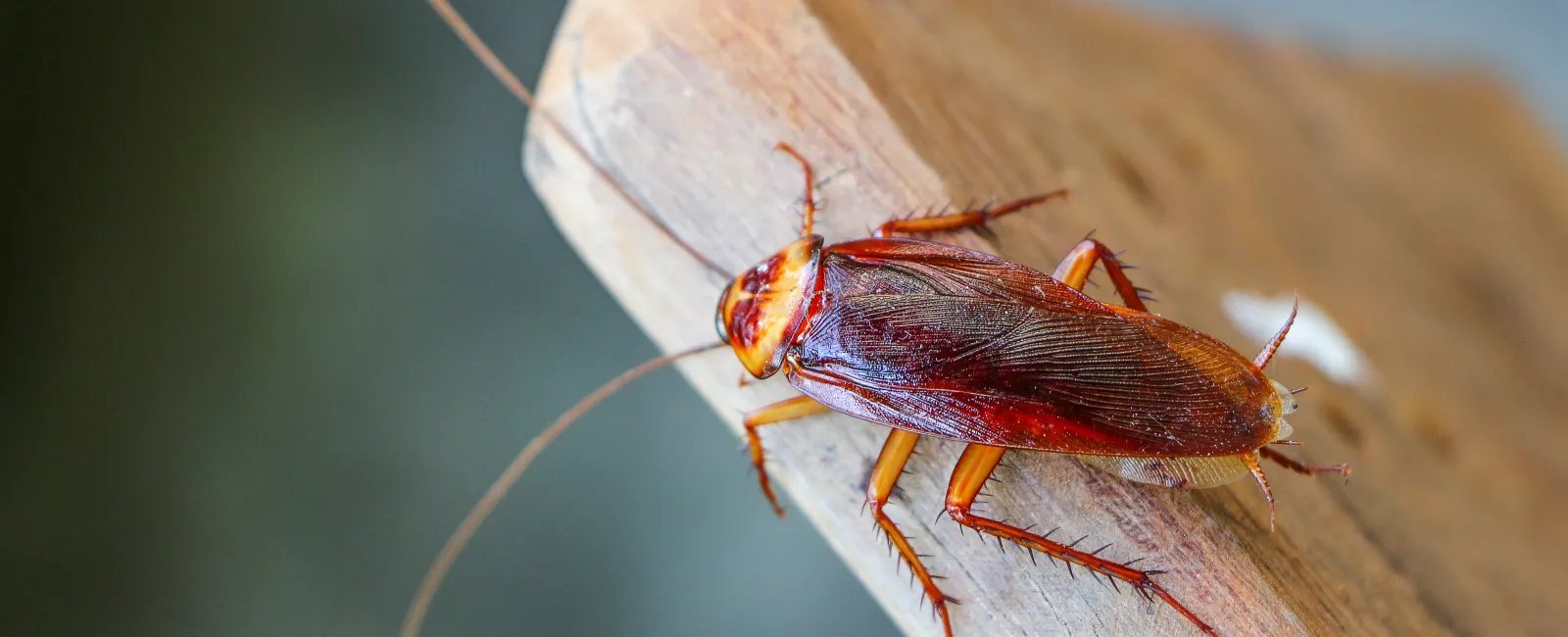 Can Pest Infestations Cause Allergies?