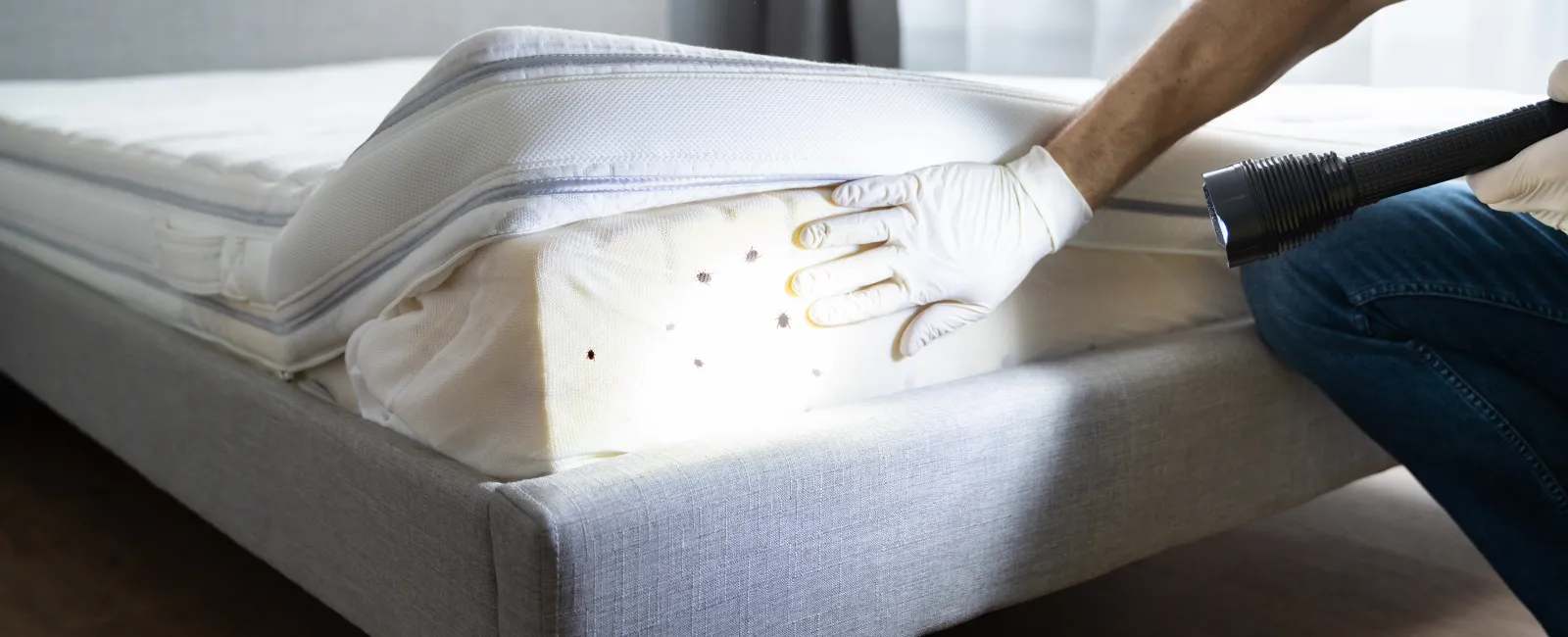 Don’t Let the Bed Bugs Bite This Summer