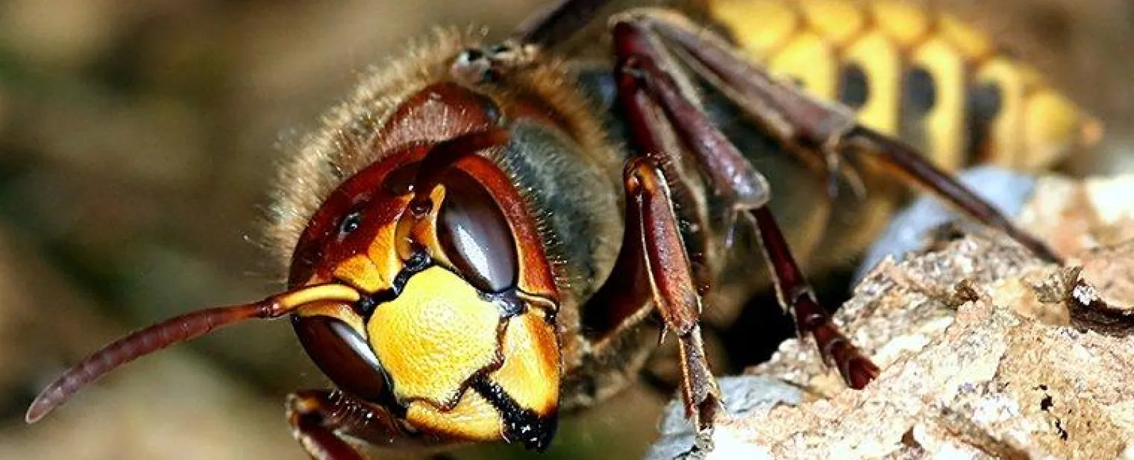 How To Keep Wasps And Hornets Out Of Your Yard This Spring