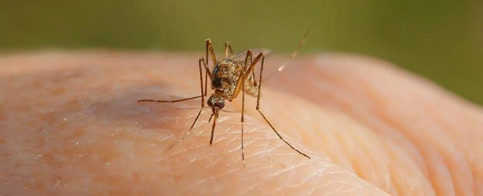 How You Can Prepare Your Yard For Mosquito Season