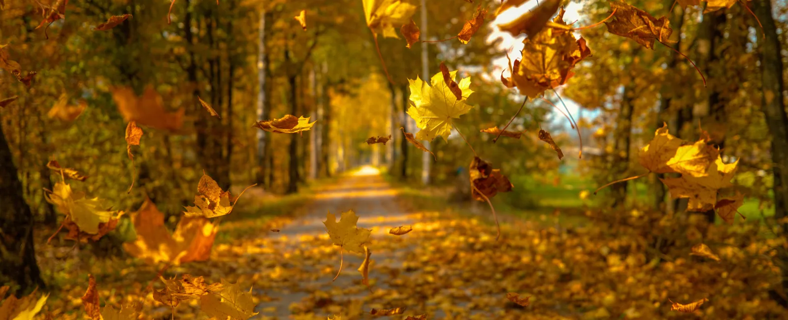 When the Leaves Start Falling: Protecting Your Home from Leaf-Loving Pests