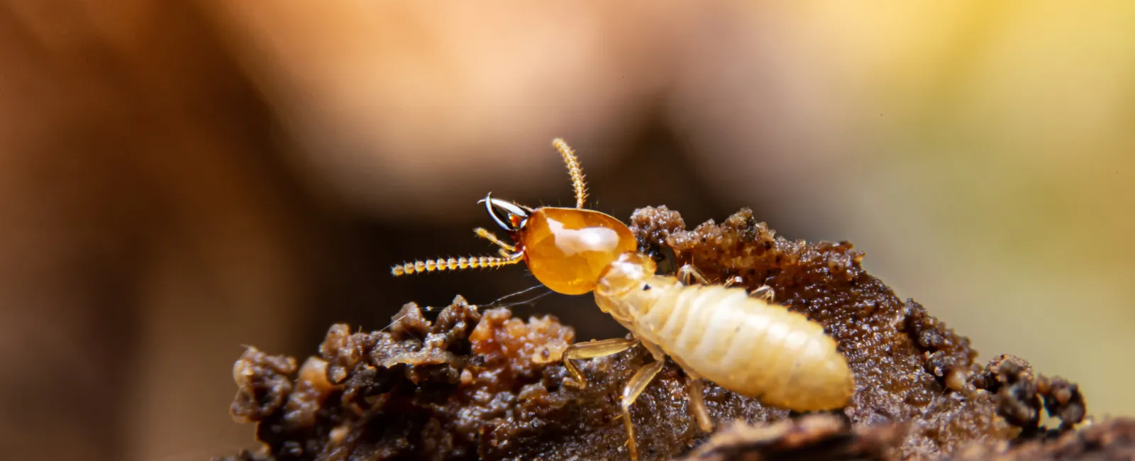 Termites: What You Need to Know About These Silent Destroyers