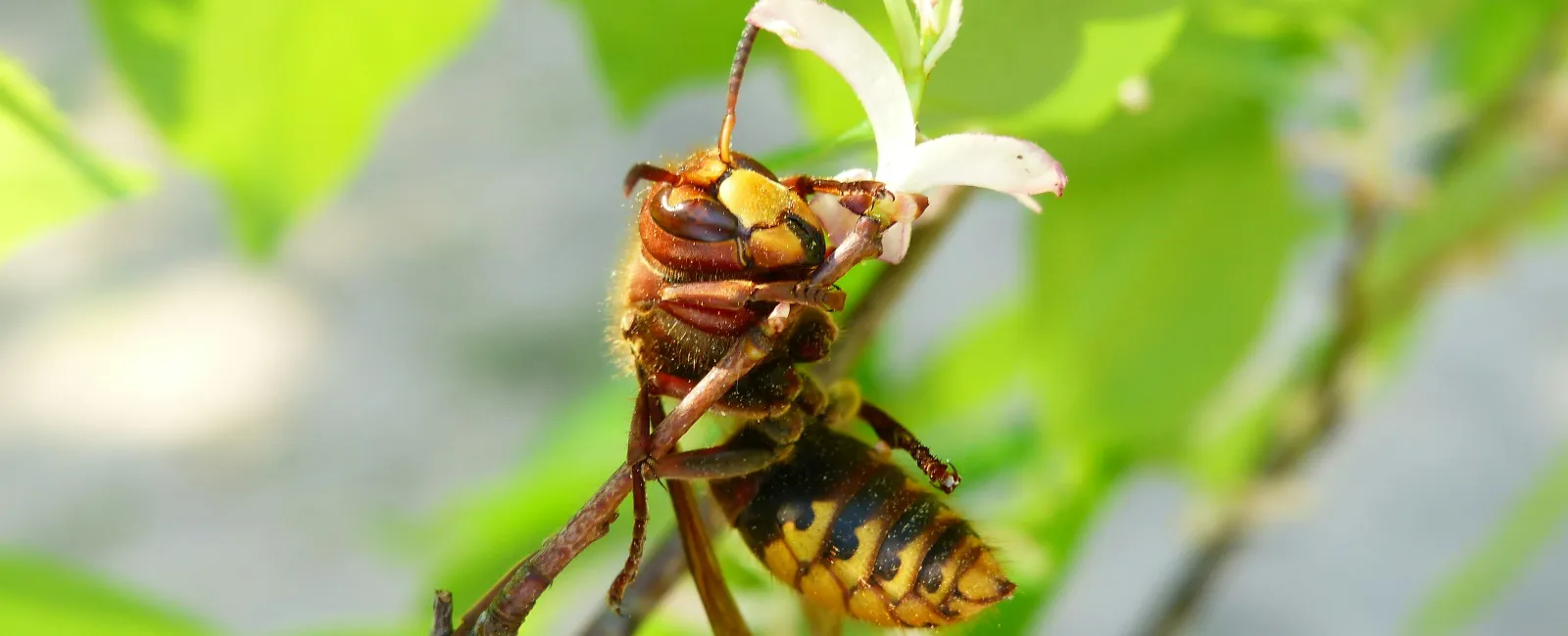Reno Property Owners' Helpful Guide To Hornet Control