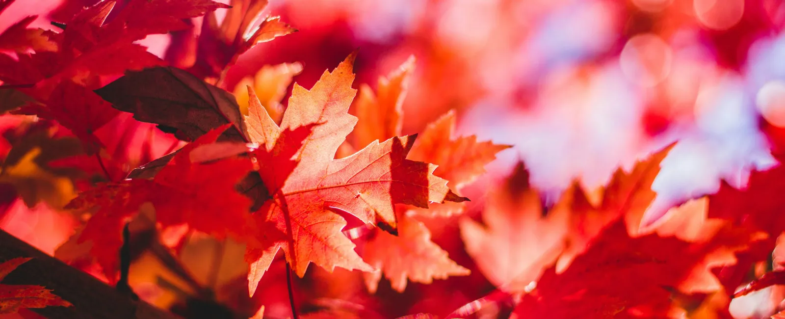 How to Prep Your Home Against Fall Critters