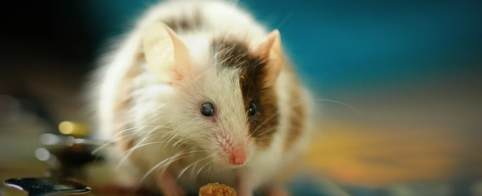 Five Simple Yet Effective Rodent Control Tips For Reno Homeowners