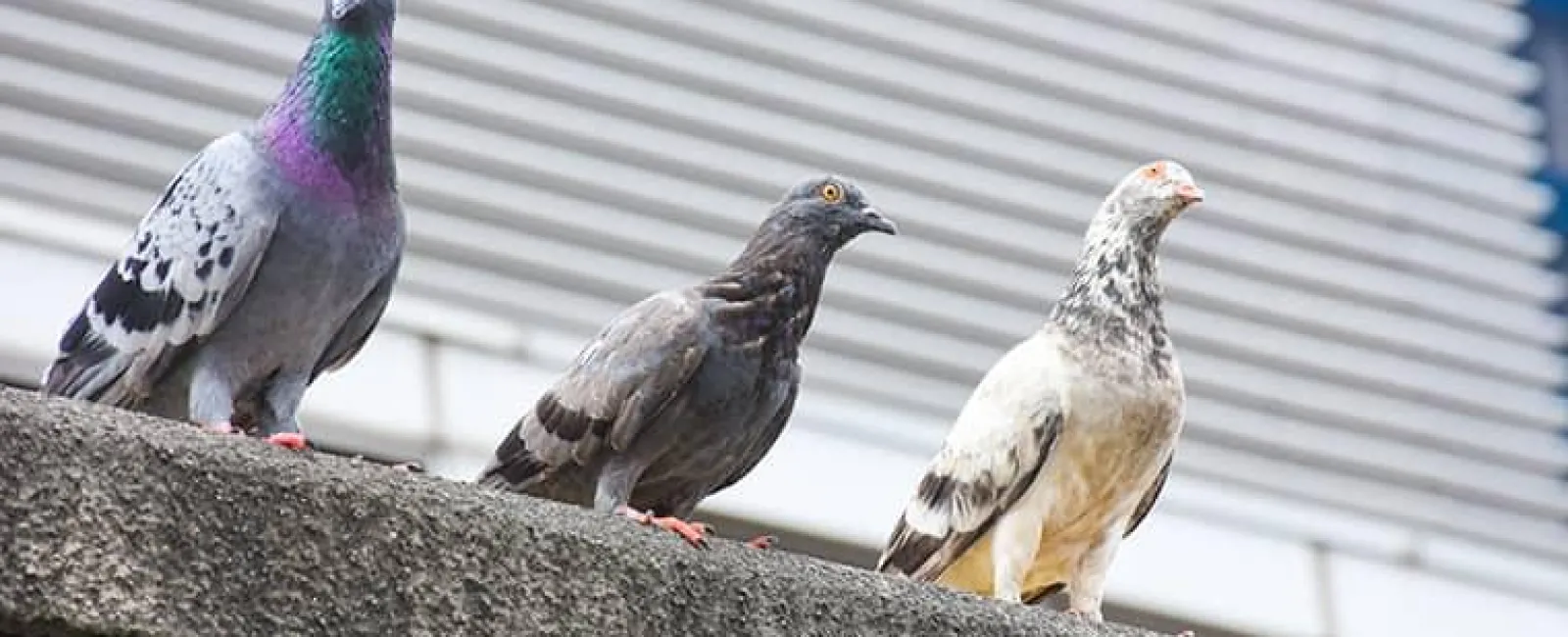 pigeons at commercial buiding