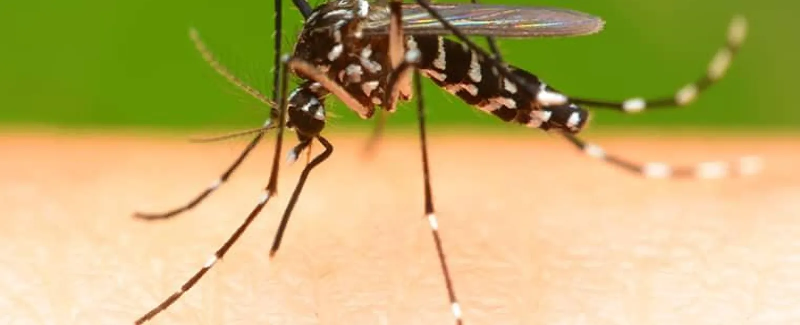 Mosquito