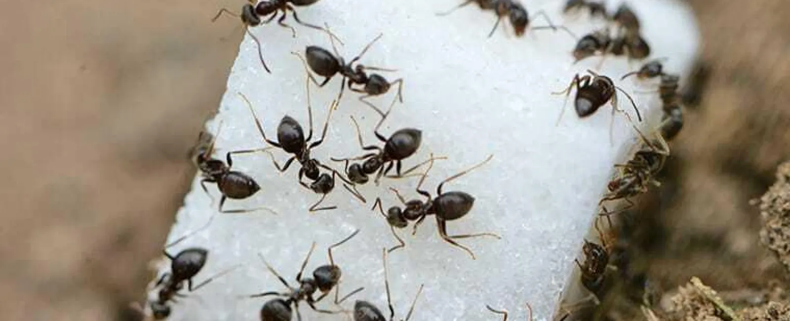 Ants