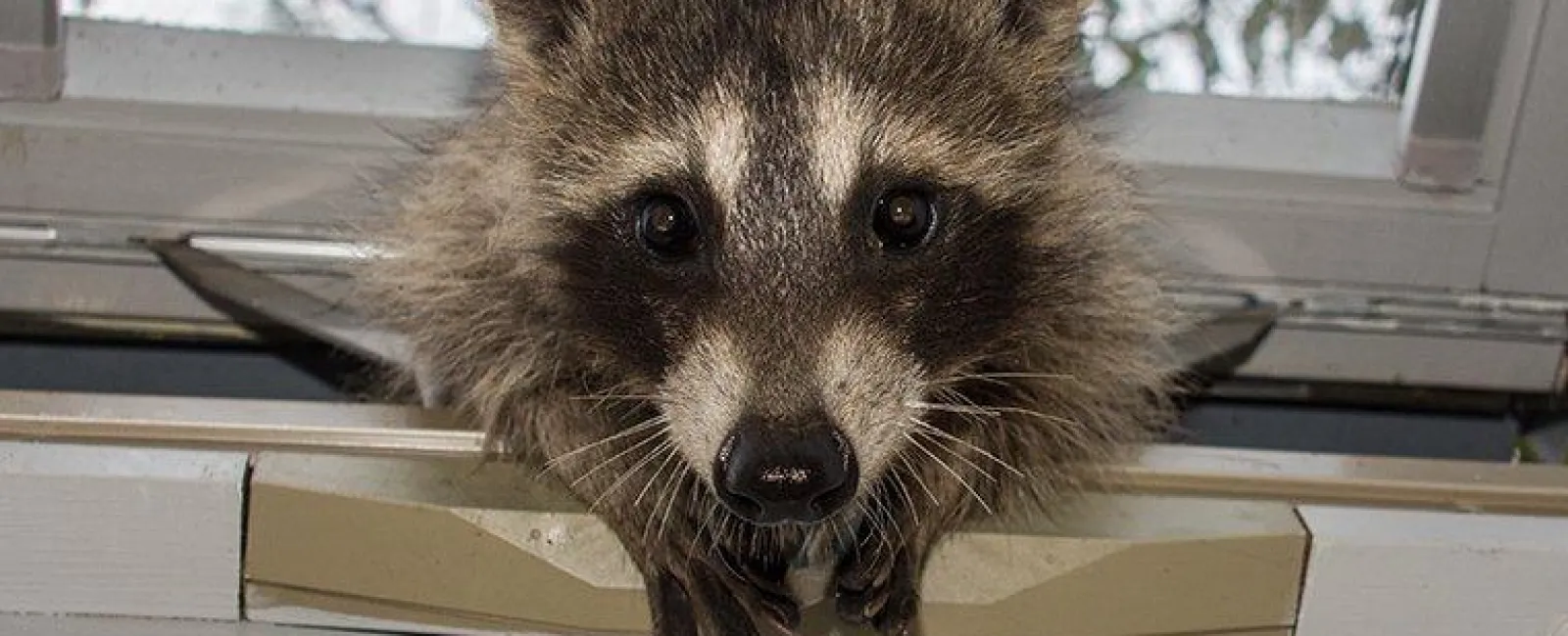 Raccoon coming inside a house