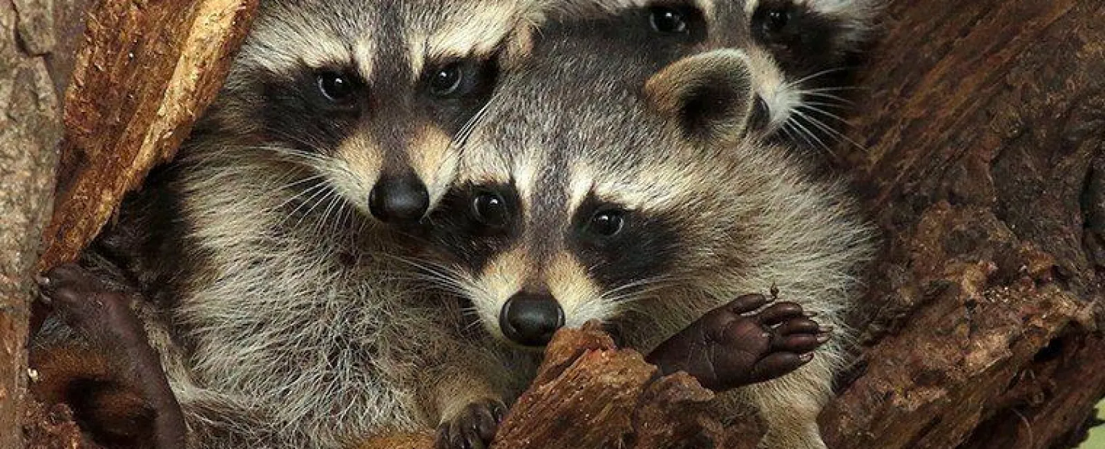 raccoons-in-a-tree