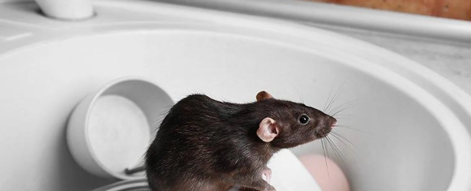 What Every Kingston Homeowner Ought To Know About Intrusive Rodents