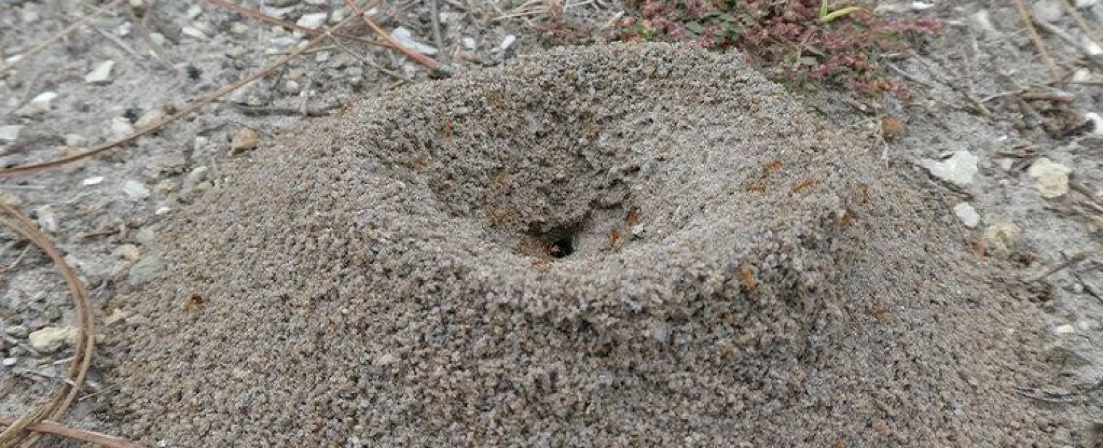 What You Need To Know To Keep The Ants Out Of Your Richmond Home