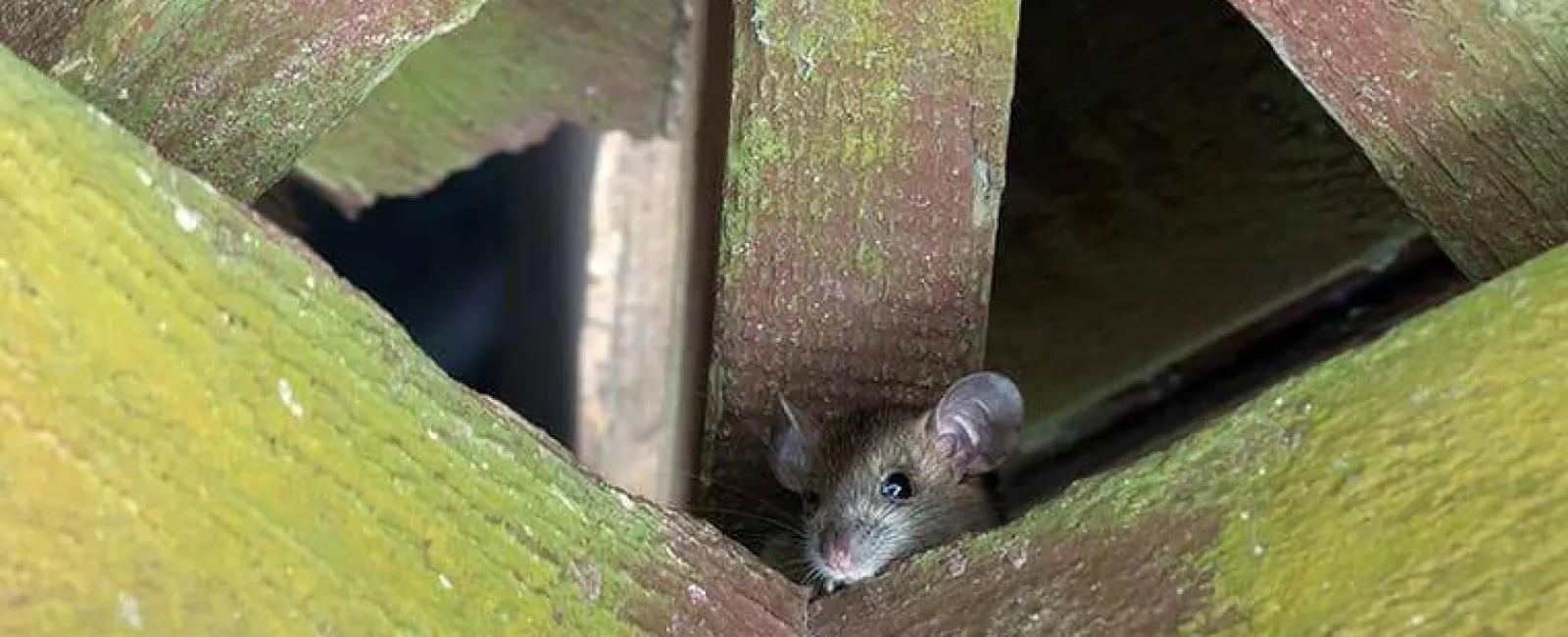 roof rat in rafters