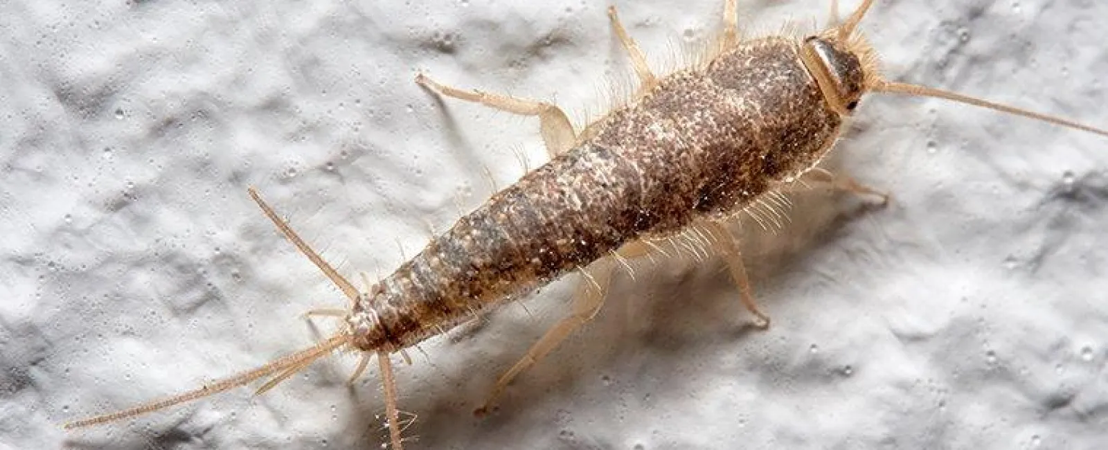 silverfish-crawling-on-bathroom-wall-2